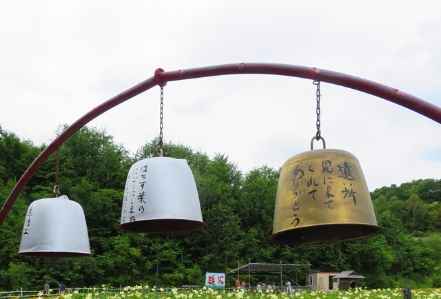 20170818hasu26.jpg