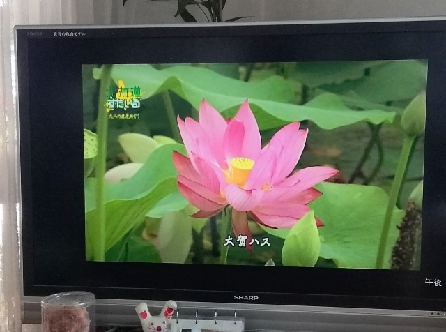 20180326市田さんの大賀ハス.jpg