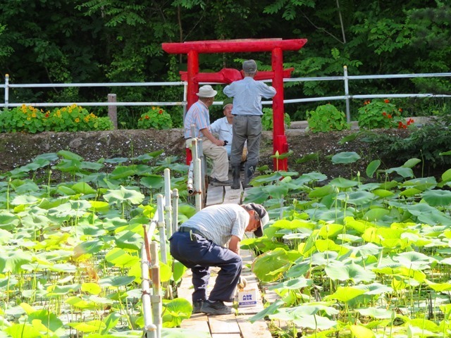 20180723最北のハス池2.jpg