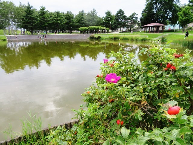 20180821常盤公園01.jpg